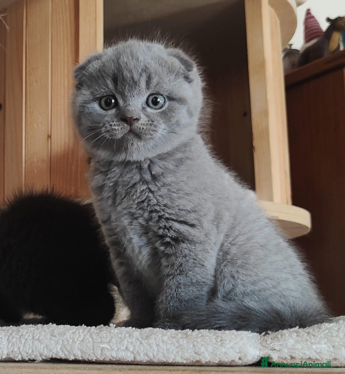Scottish gatti Gattini Scottish Fold & Straight con Pedigree - Annuncio 1