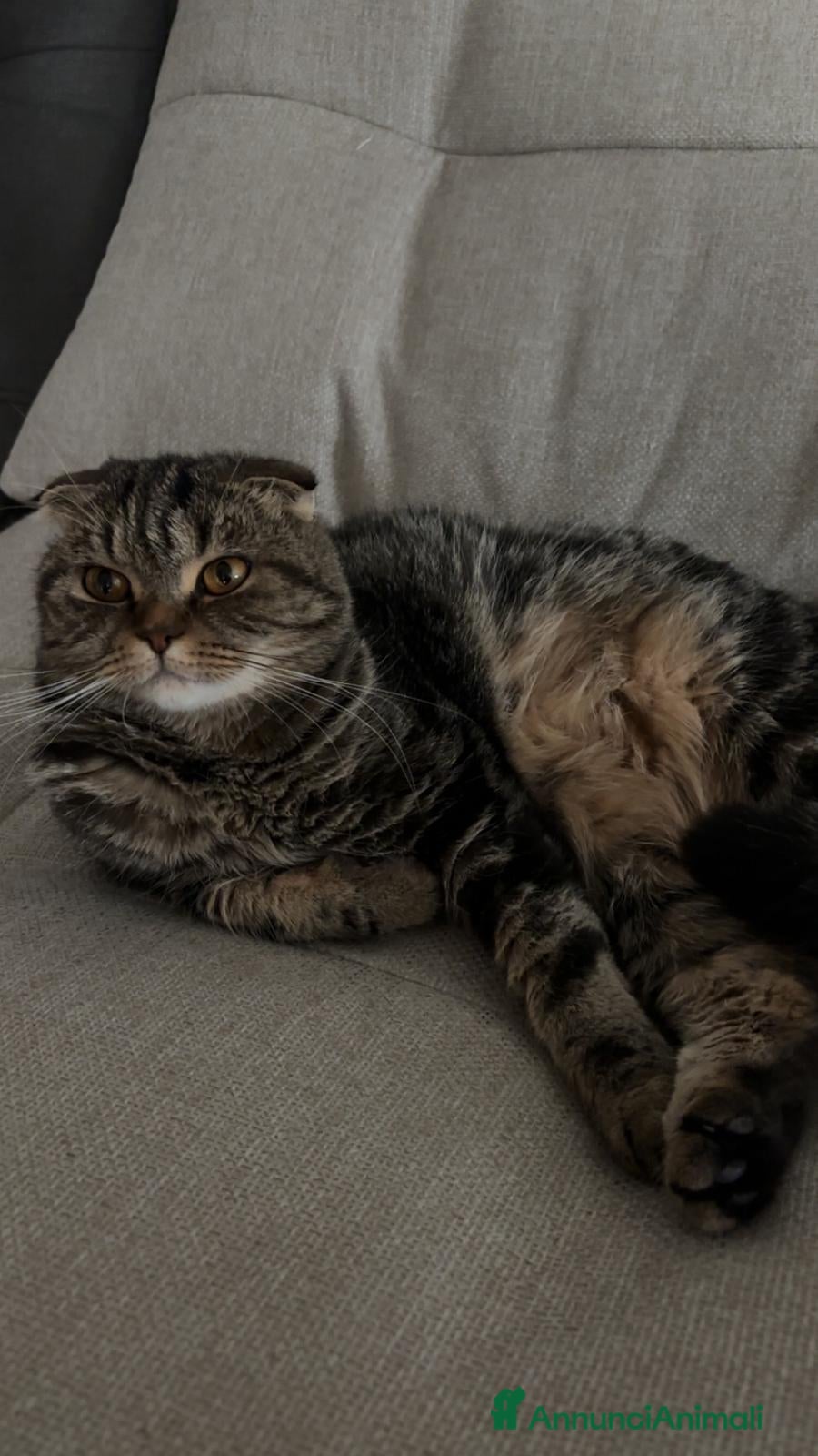 Scottish gatti Vendo bellissima Scottish Fold - Annuncio 2