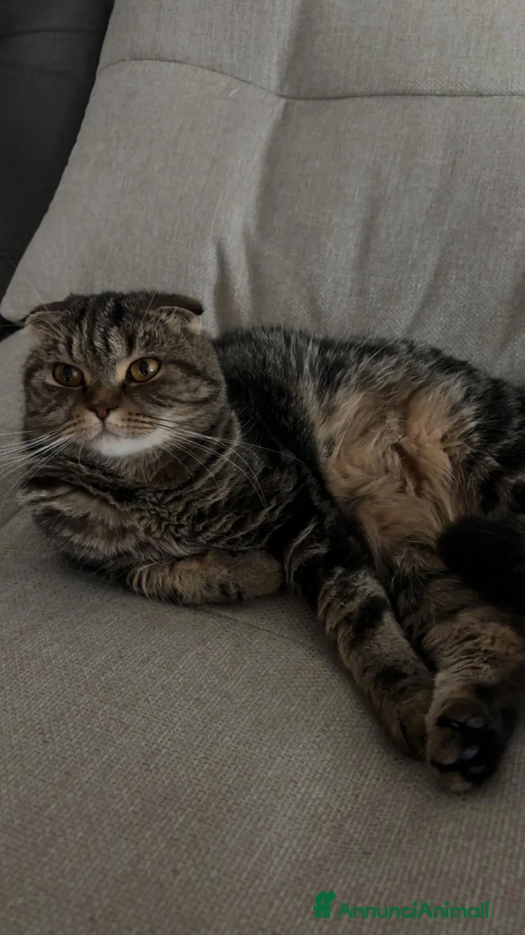 Scottish gatti in vendita: Vendo bellissima Scottish Fold - Annuncio 2