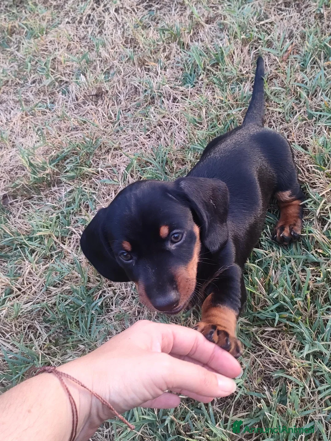 Bassotto Nano cani in vendita: Cucciolo di bassotto nano nero focato a Provincia di Treviso - Annuncio 1