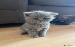 British gatti in vendita: British Short Hair and Scottish fold  a Provincia di Verona - Immagine 3