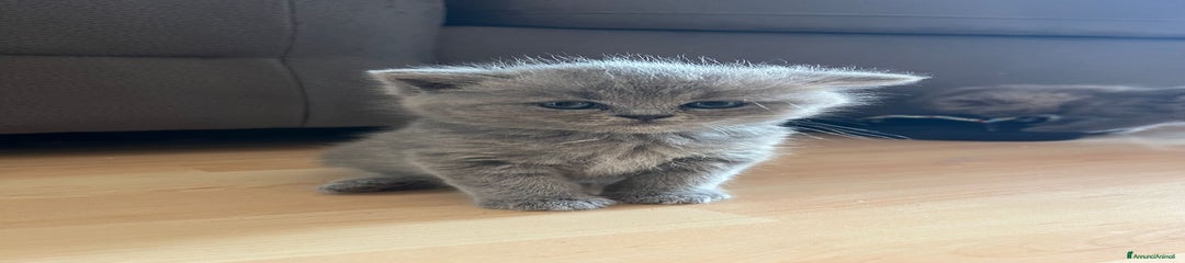 British Gattino 1
