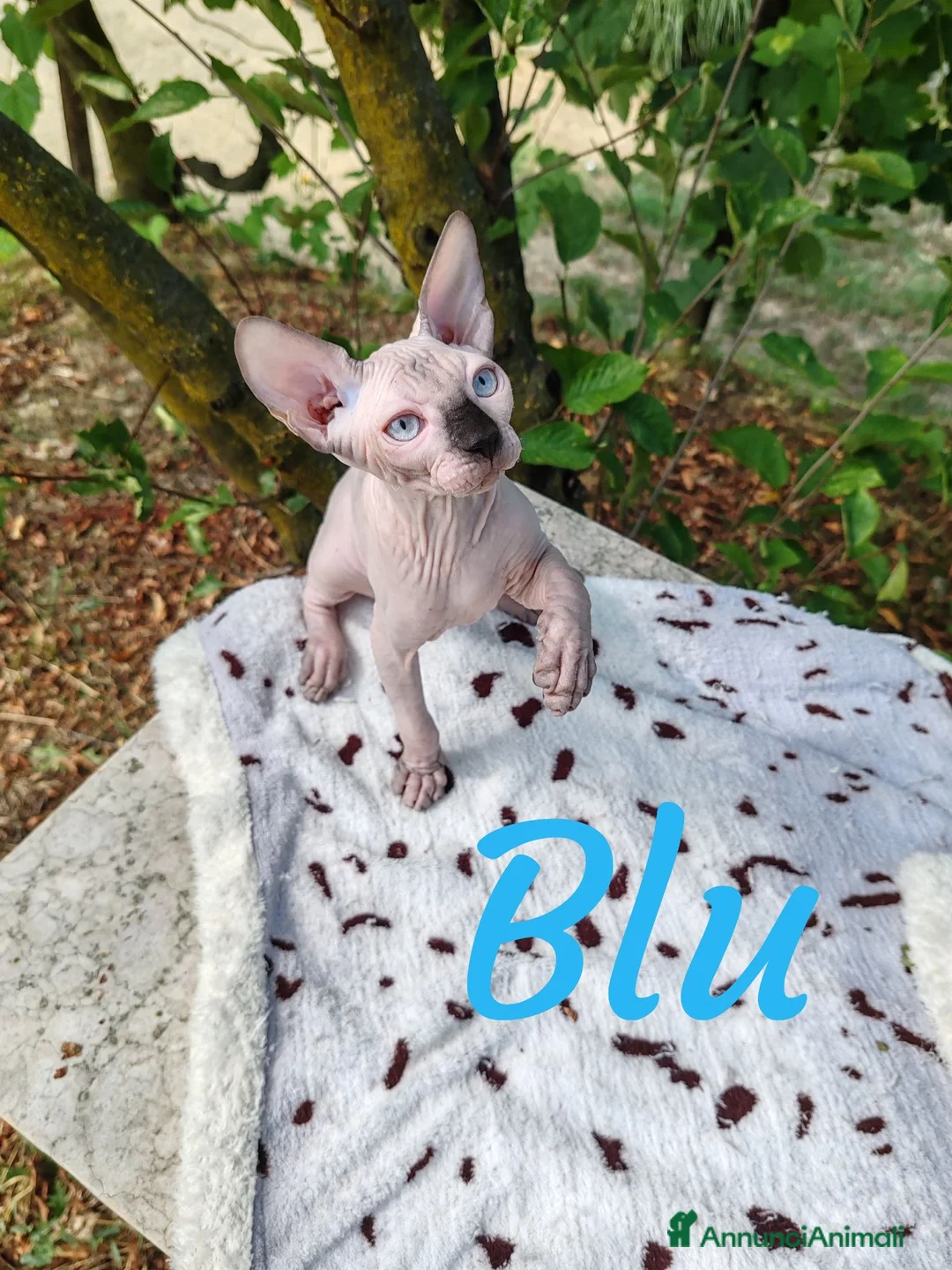 Sphynx gatti in vendita: Disponibili splendidi cuccioli di Sphynx ✨ - Annuncio 2