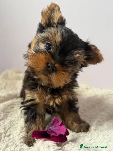 Yorkshire cani Yorkshire Terrier  - Annuncio 7