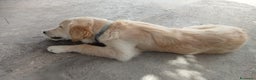 Labrador cani in regalo: NUVOLA LABRADORINA MERAVIGLIOSA  - Annuncio 5