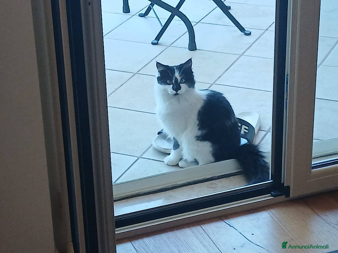 Meticcio gatti in regalo: Cleo gattina smorfiosa - Annuncio 2