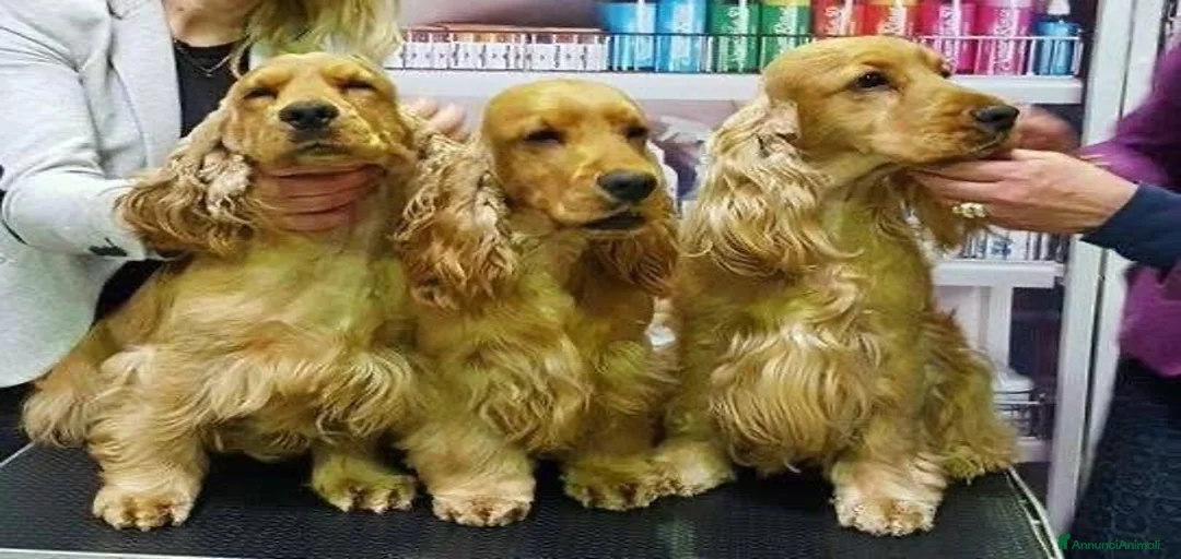 Immagine della galleria {{count}}