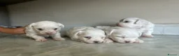 Maltese cani in vendita: Vendo maltesi - Annuncio 25