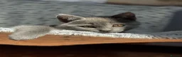 Certosino gatti in vendita: CUCCIOLI DI CERTOSINO PURISSIMI  - Annuncio 7