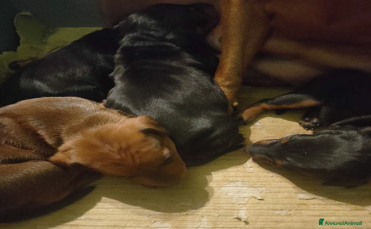 Pinscher Miniatura cani - Annuncio 4