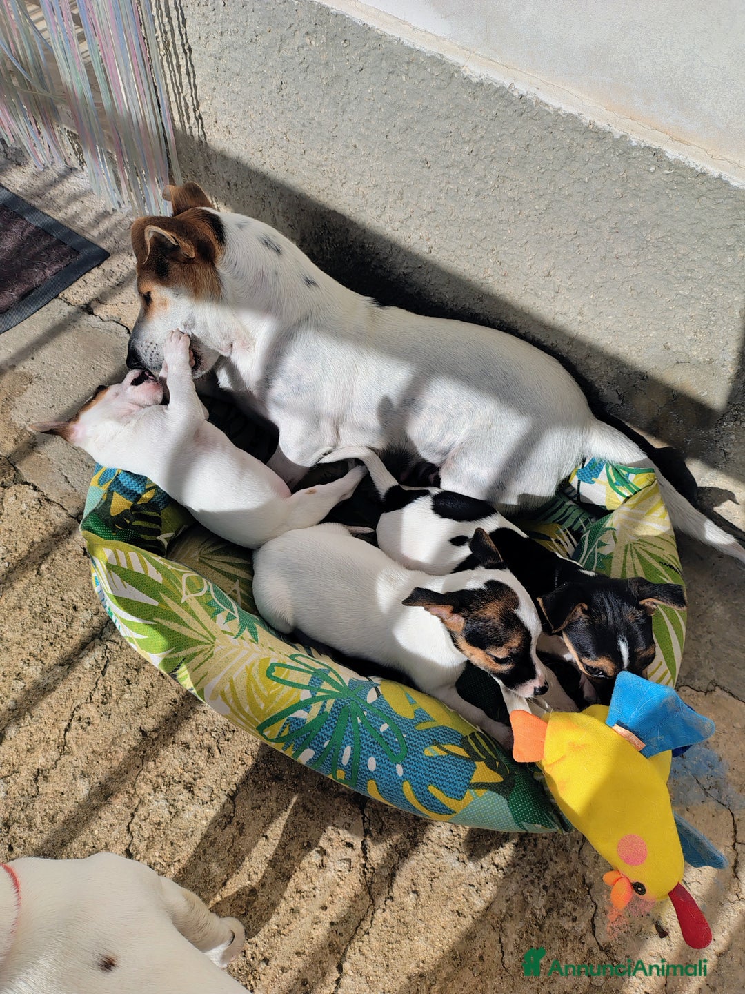 Jack Russell cani in vendita: Cuccioli jack russel  - Annuncio 11