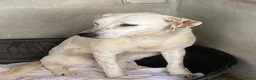 Meticcio cani in regalo: Lulù splendida cagnolina - Annuncio 8