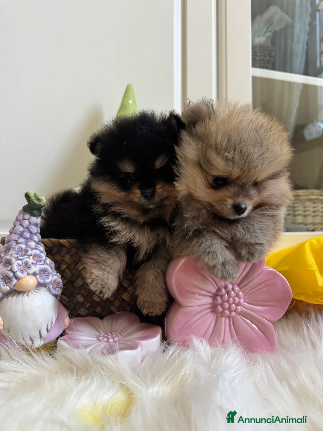 Volpino Pomerania cani in vendita: Volpino di Pomerania - Annuncio 13