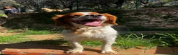 Breton cani in regalo: Poli il Breton che sorride - Annuncio 2