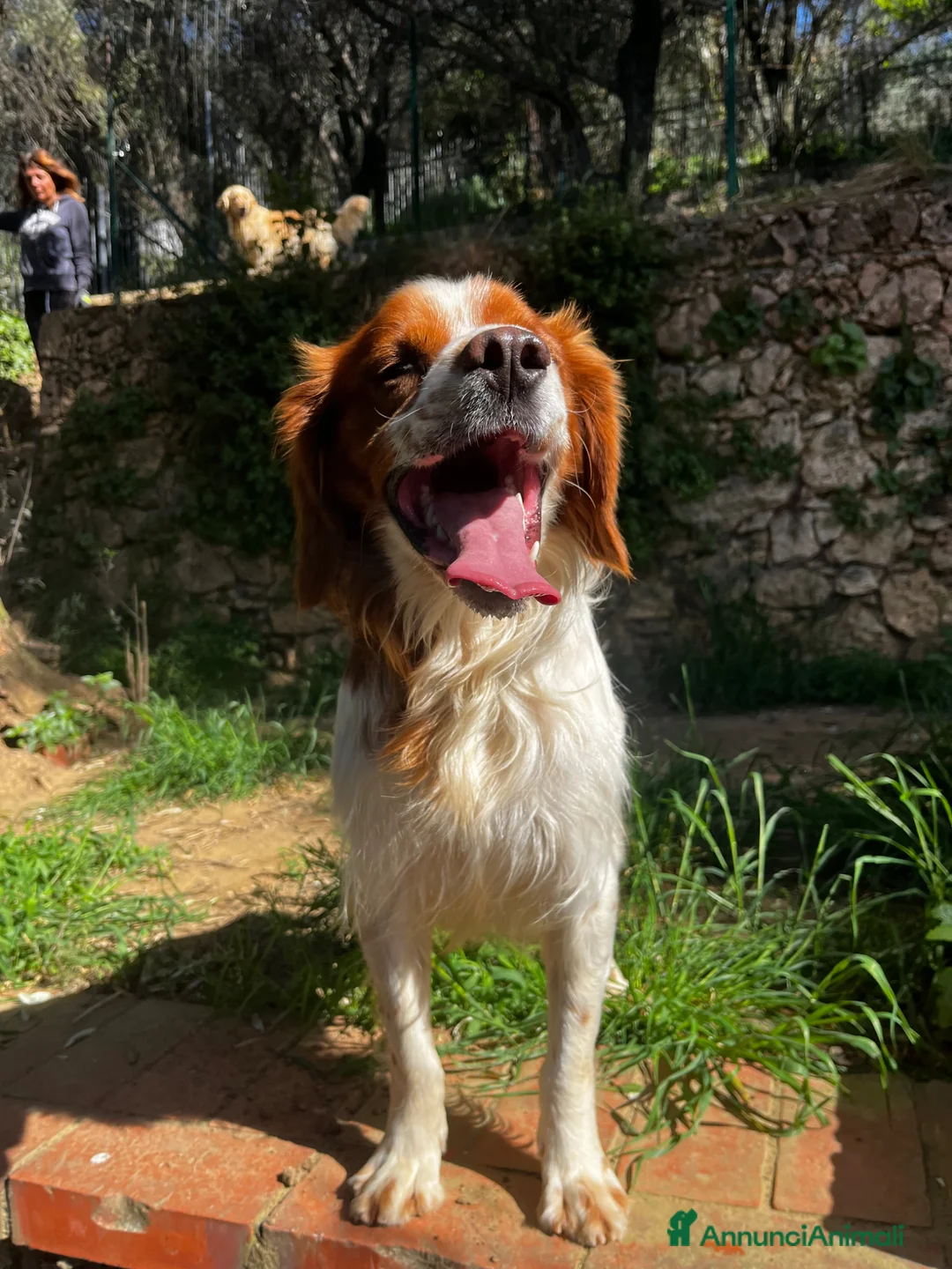 Breton cani in regalo: Poli il Breton che sorride - Annuncio 2