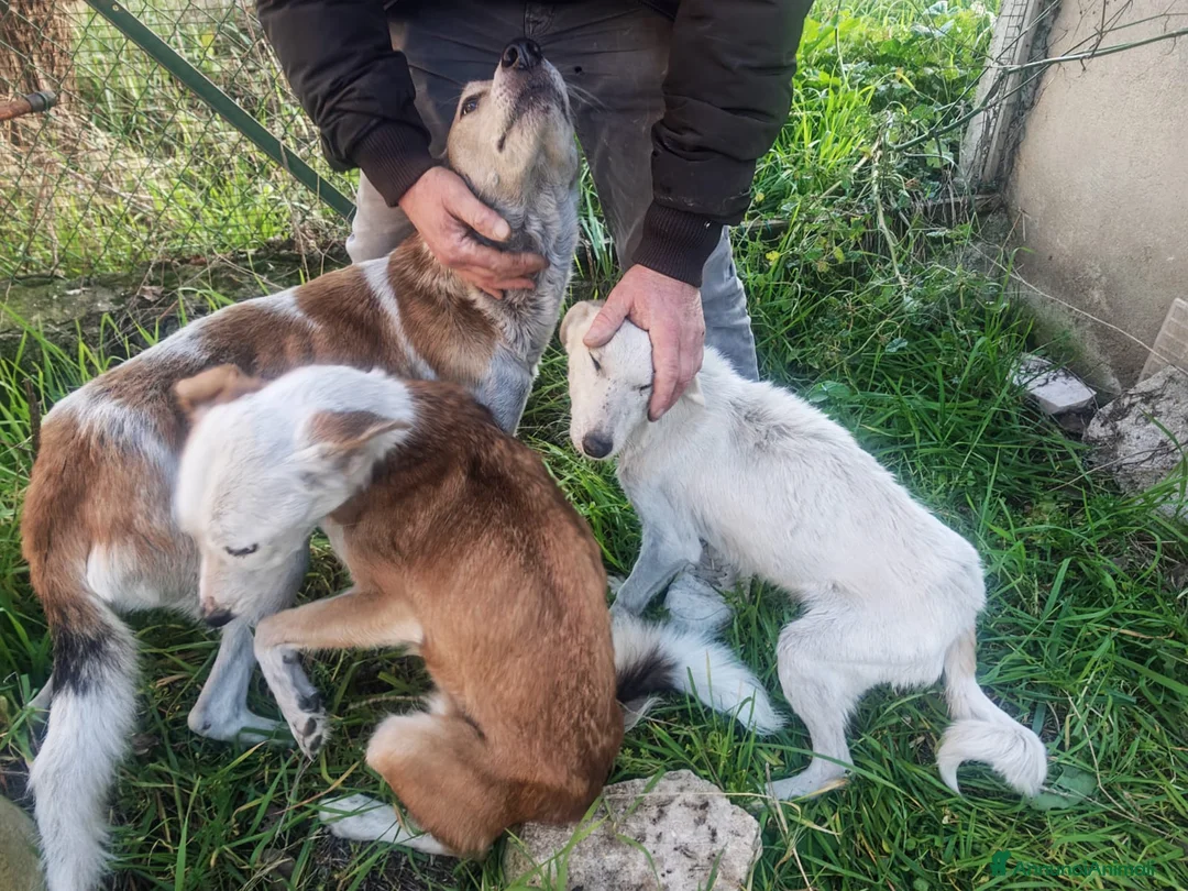 Meticcio cani in regalo: Gemma: dolce e sensibile  - Annuncio 8