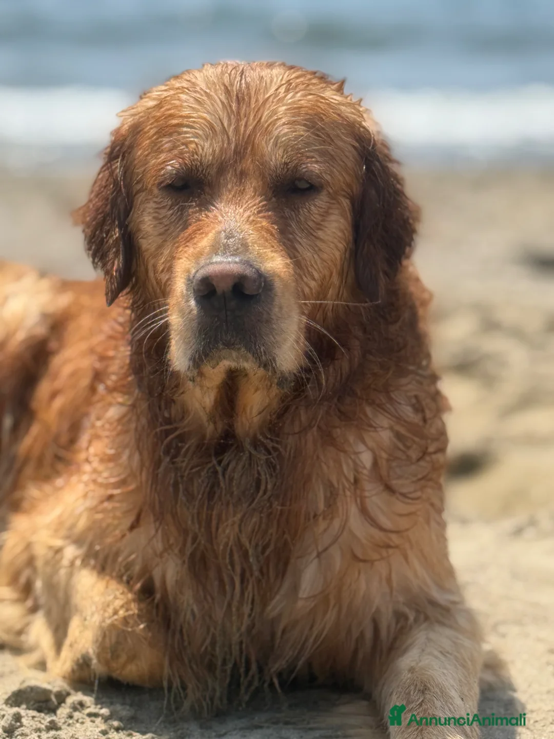 Golden Retriever cani per accoppiamento: cerco femmina per accoppiamento a Città Metropolitana di Napoli - Annuncio 4