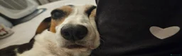 Meticcio cani in regalo: CUCCIOLI ESCLUSI E SOLI!!! a Città Metropolitana di Genova - Annuncio 2