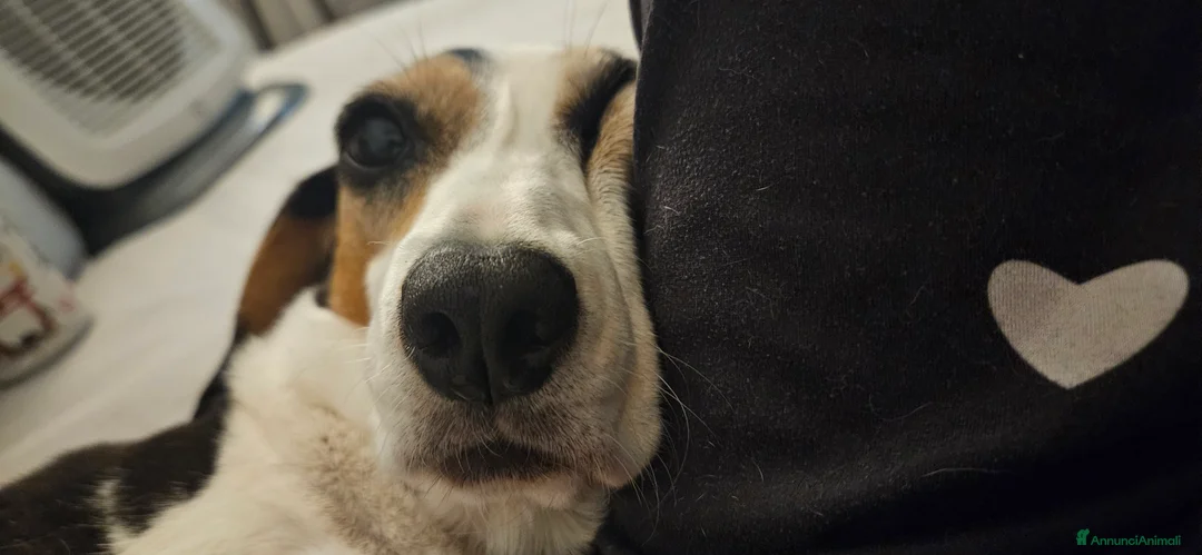 Meticcio cani in regalo: CUCCIOLI ESCLUSI E SOLI!!! a Città Metropolitana di Genova - Annuncio 2