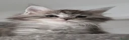 Maine Coon gatti in vendita: Cuccioli Maine Coon Silver pedigree Afef  - Annuncio 5