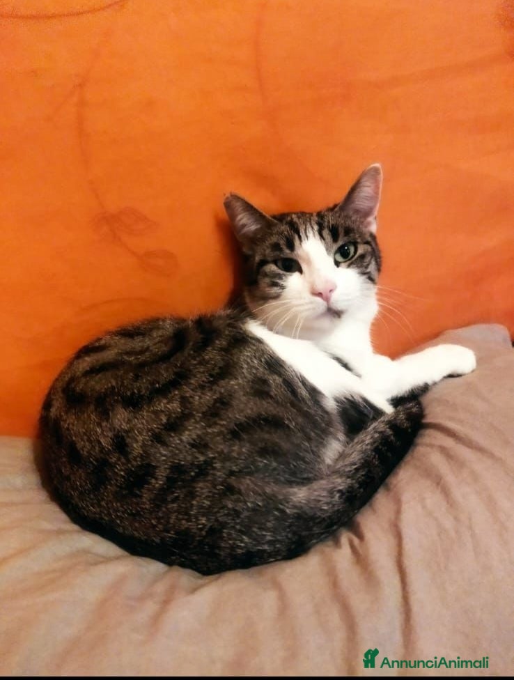 Meticcio gatti GATTINA - Annuncio 18