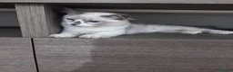 Ragdoll gatti in vendita: Ragdoll - Annuncio 7