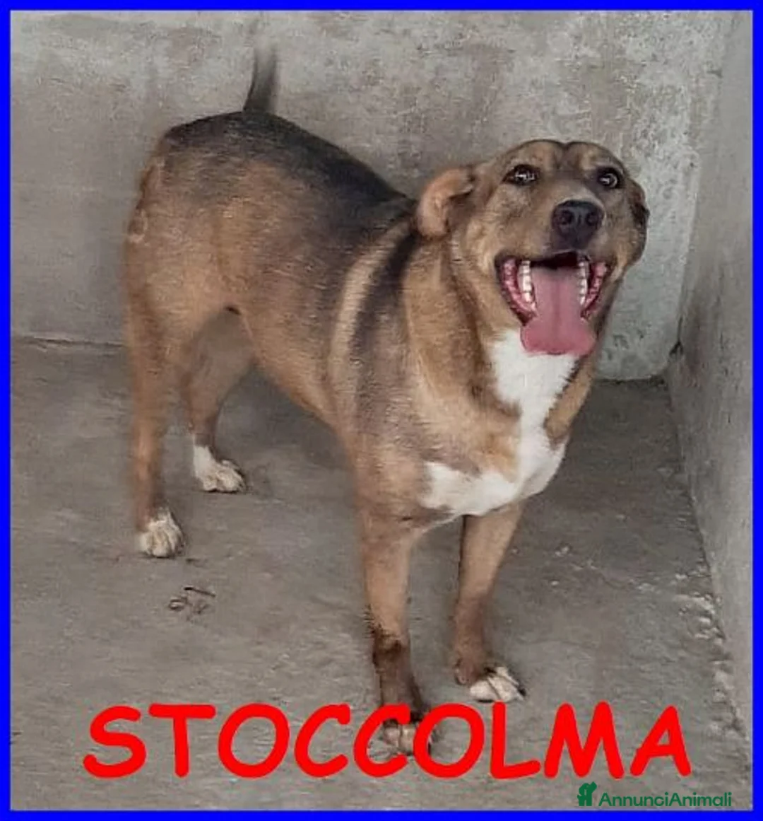 Meticcio cani in regalo: STOCCOLMA una patatone tg media a Città Metropolitana di Torino - Annuncio 1