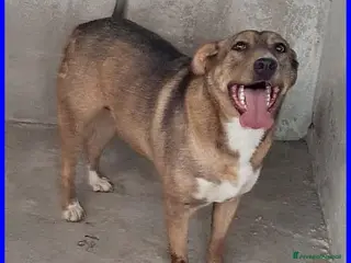 Meticcio cani STOCCOLMA una patatone tg media - Annuncio 10