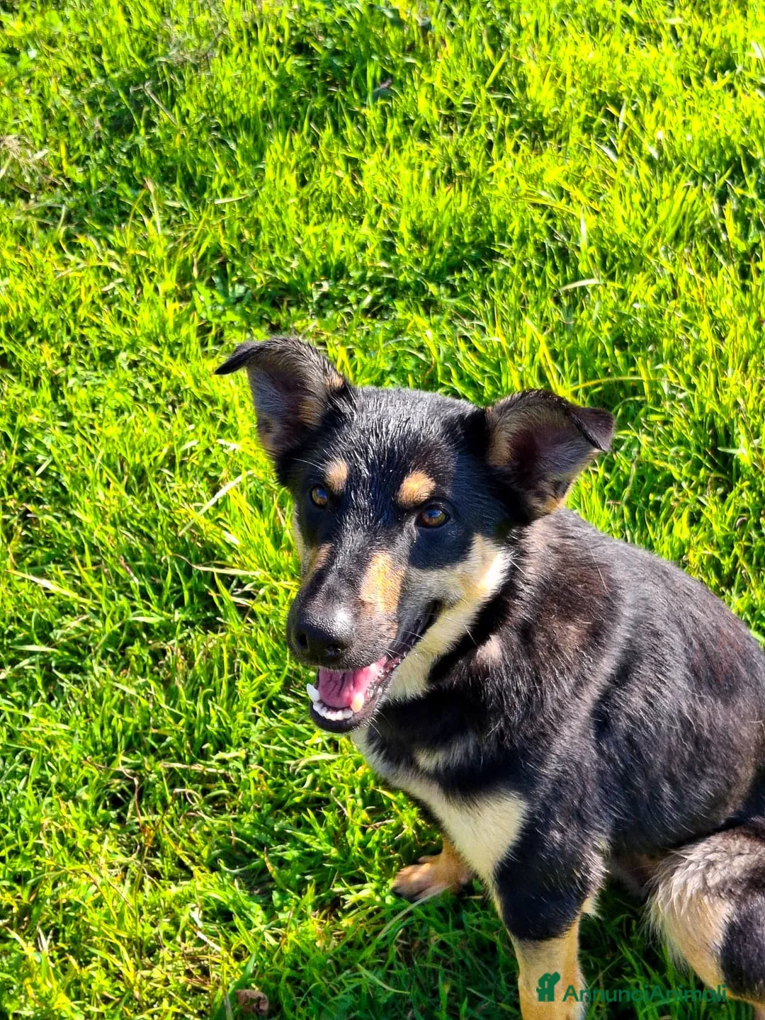 Meticcio cani in regalo: ADA 🩷 - cucciola taglia media contenuta cerca 🏠  - Annuncio 3