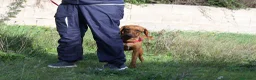 Meticcio cani in regalo: Giordan giovane segugio in adozione  - Annuncio 4
