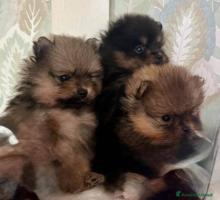 Volpino Pomerania cani in vendita: Bellissimi cuccioli di Pomerania  - Annuncio 3