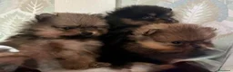 Volpino Pomerania cani in vendita: Bellissimi cuccioli di Pomerania  a Città metropolitana di Roma Capitale - Annuncio 6