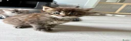 Maine Coon gatti in vendita: Maine coon cucciolo maschio  - Annuncio 3