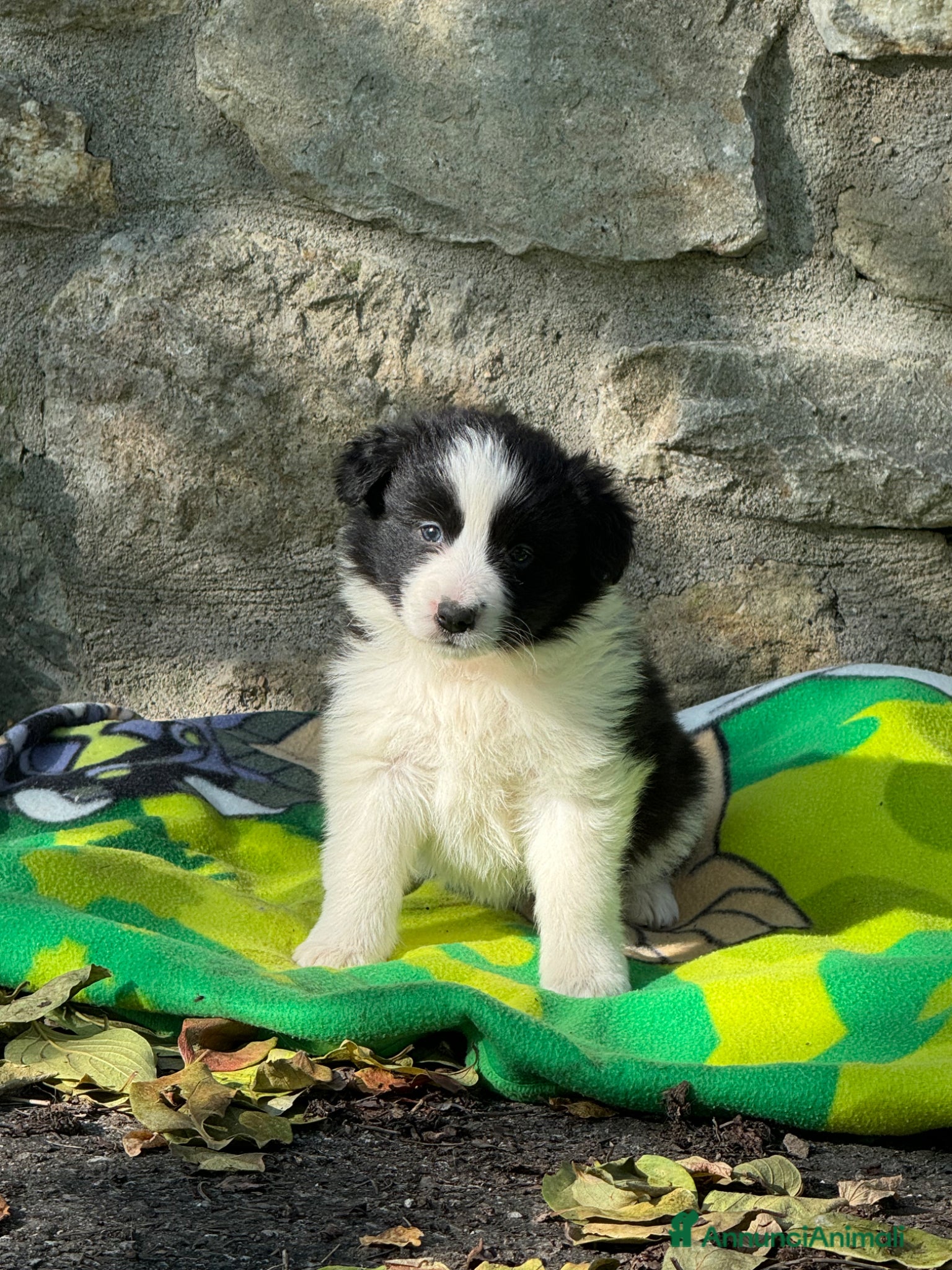 Border Collie cani Cuccioli di razza Border Collie - Annuncio 18