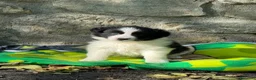 Border Collie cani in vendita: Cuccioli di razza Border Collie - Annuncio 1