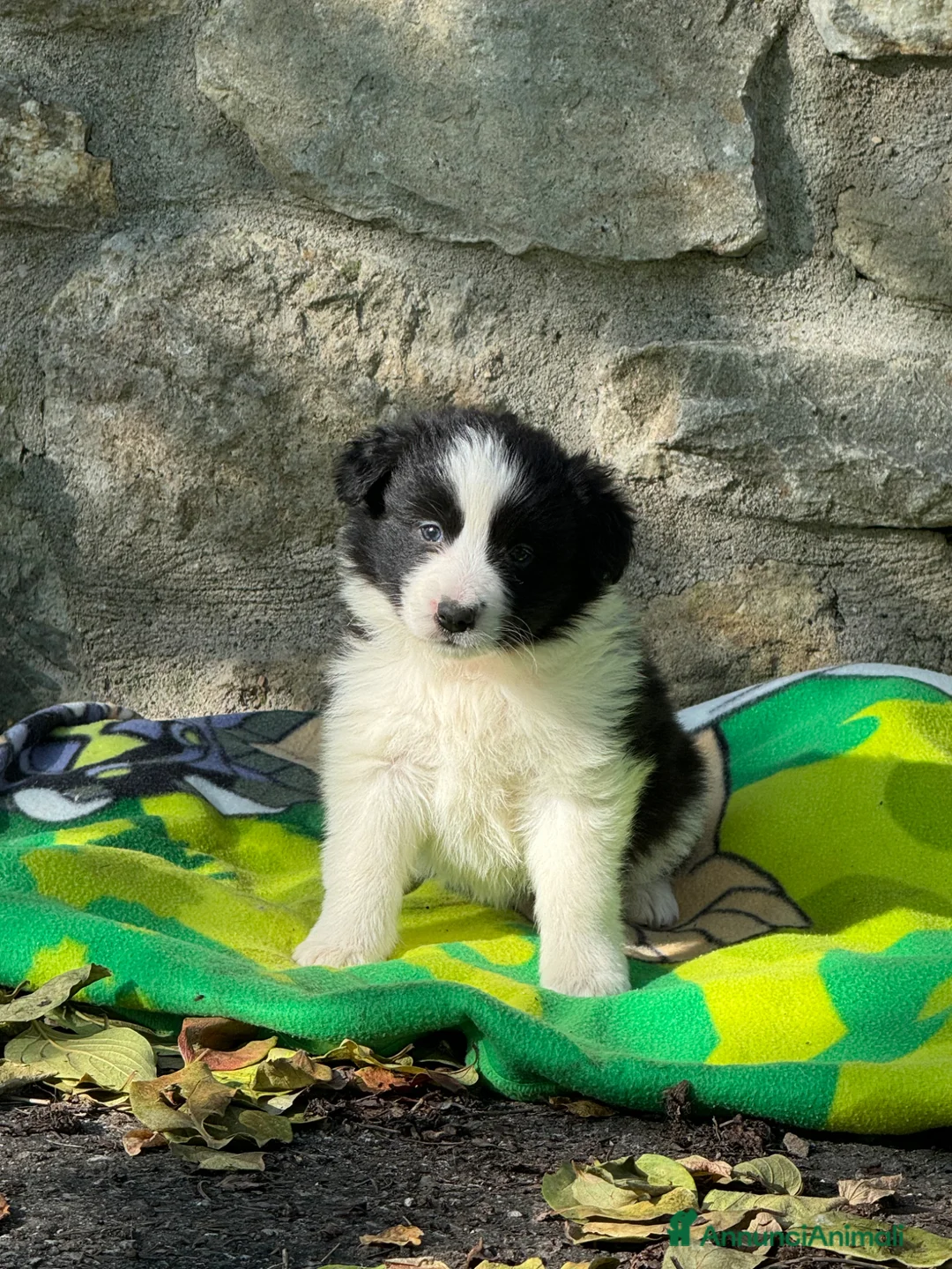Border Collie cani in vendita: Cuccioli di razza Border Collie - Annuncio 1