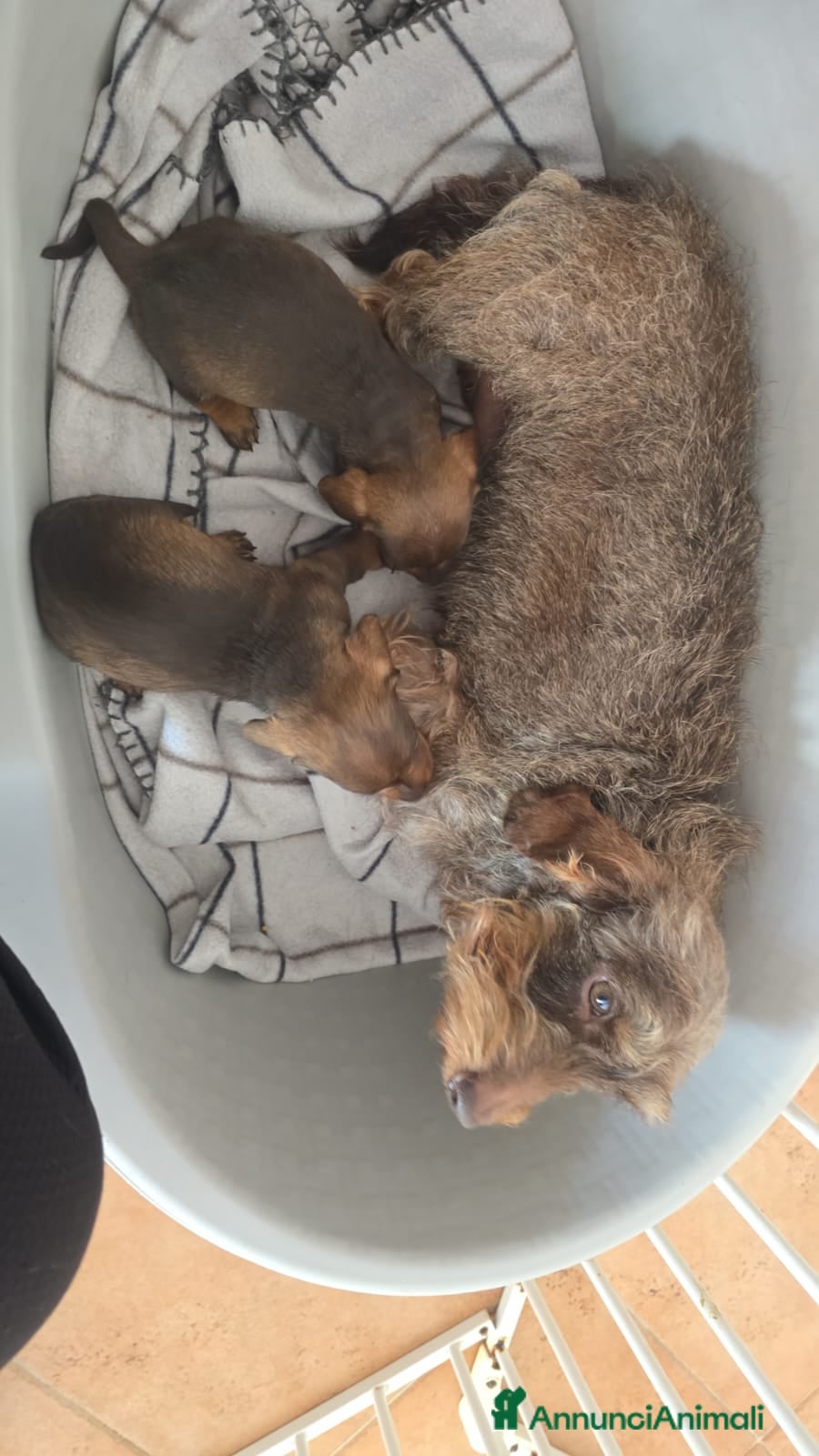 Bassotto cani Bassotte pelo ruvido  - Annuncio 1