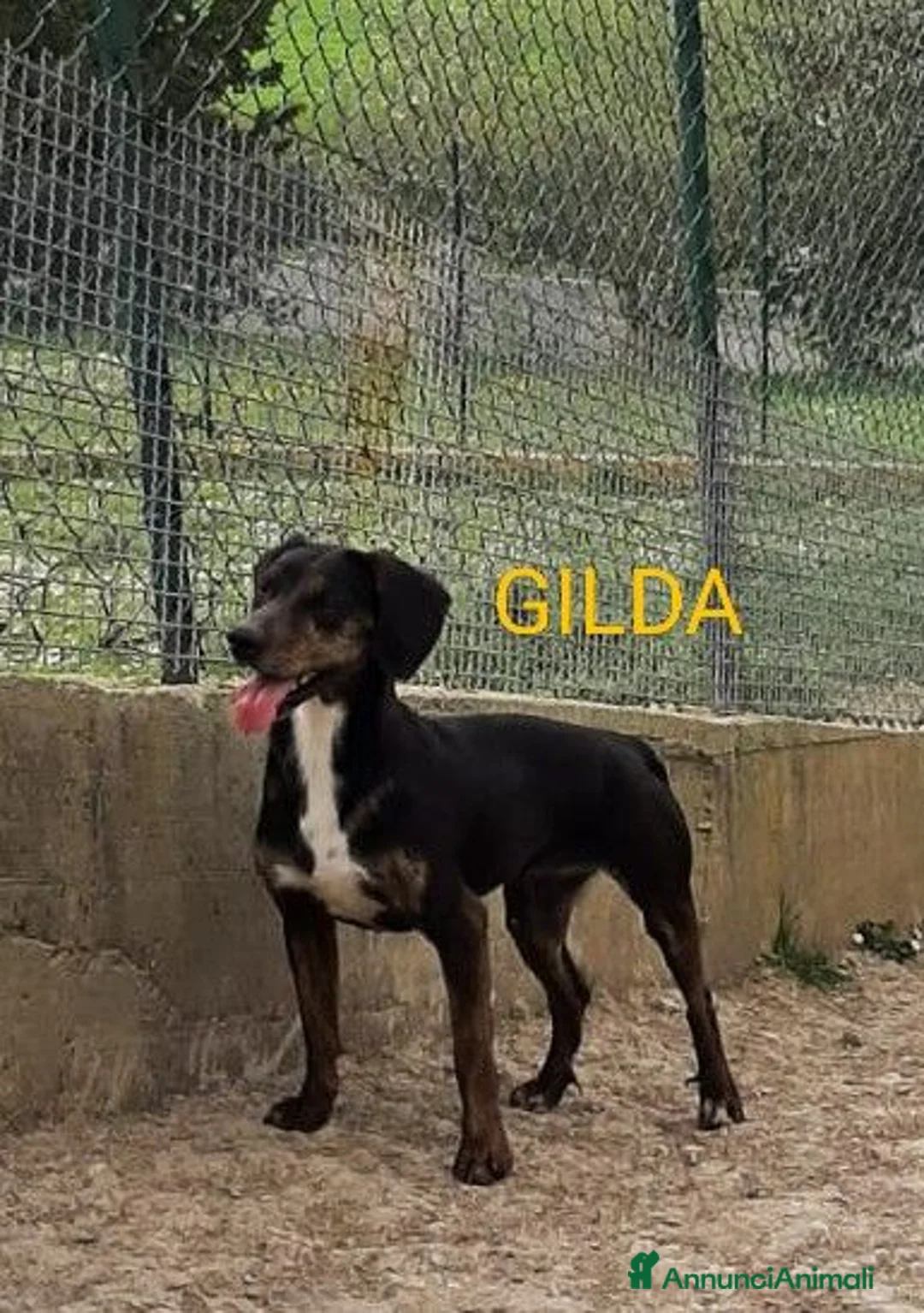 Meticcio cani in regalo: GILDA buona,va d'accordo con tutti a Città Metropolitana di Torino - Annuncio 1