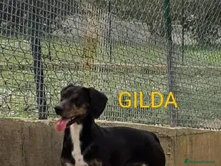 Meticcio cani GILDA buona,va d'accordo con tutti - Annuncio 16
