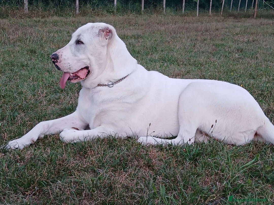 Pastore Asia Centrale cani in vendita: Pastore Asia Centrale  - Annuncio 15