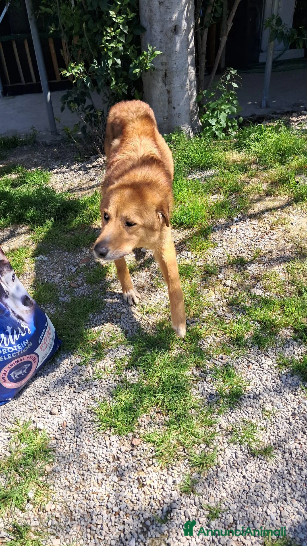 Meticcio cani in regalo: Ciao a tutti, mi chiamo BISCOTTO  a Provincia di Treviso - Annuncio 3