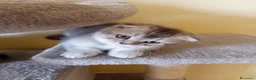 Scottish gatti in vendita: Disponibili Cuccioli Scottish - Annuncio 25