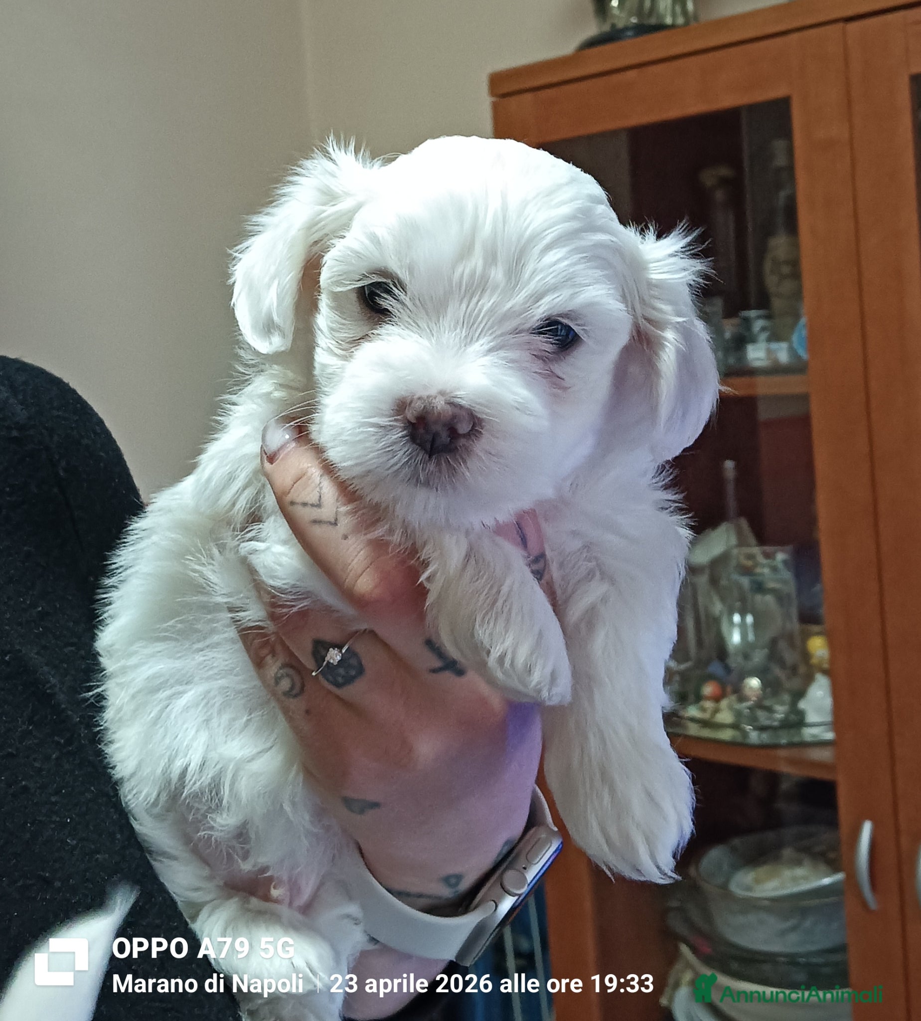 Maltese cani Maltesino Toy - Annuncio 1
