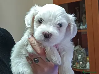 Maltese cani Maltesino Toy - Annuncio 1