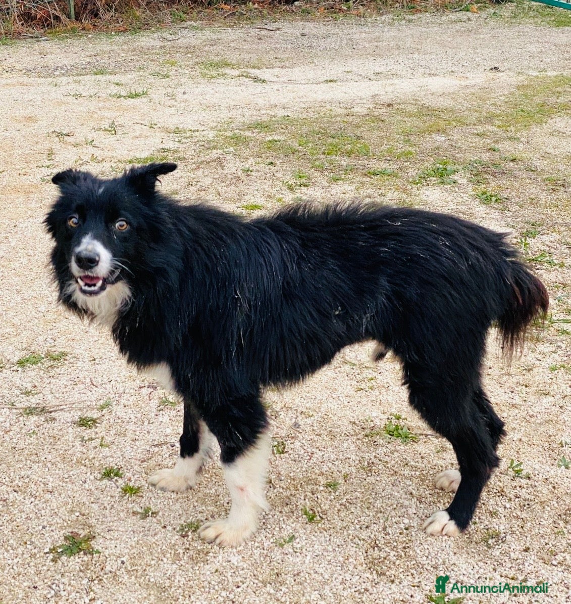 Border Collie cani Maschio 1 anno e mezzo vaccinato  - Annuncio 2