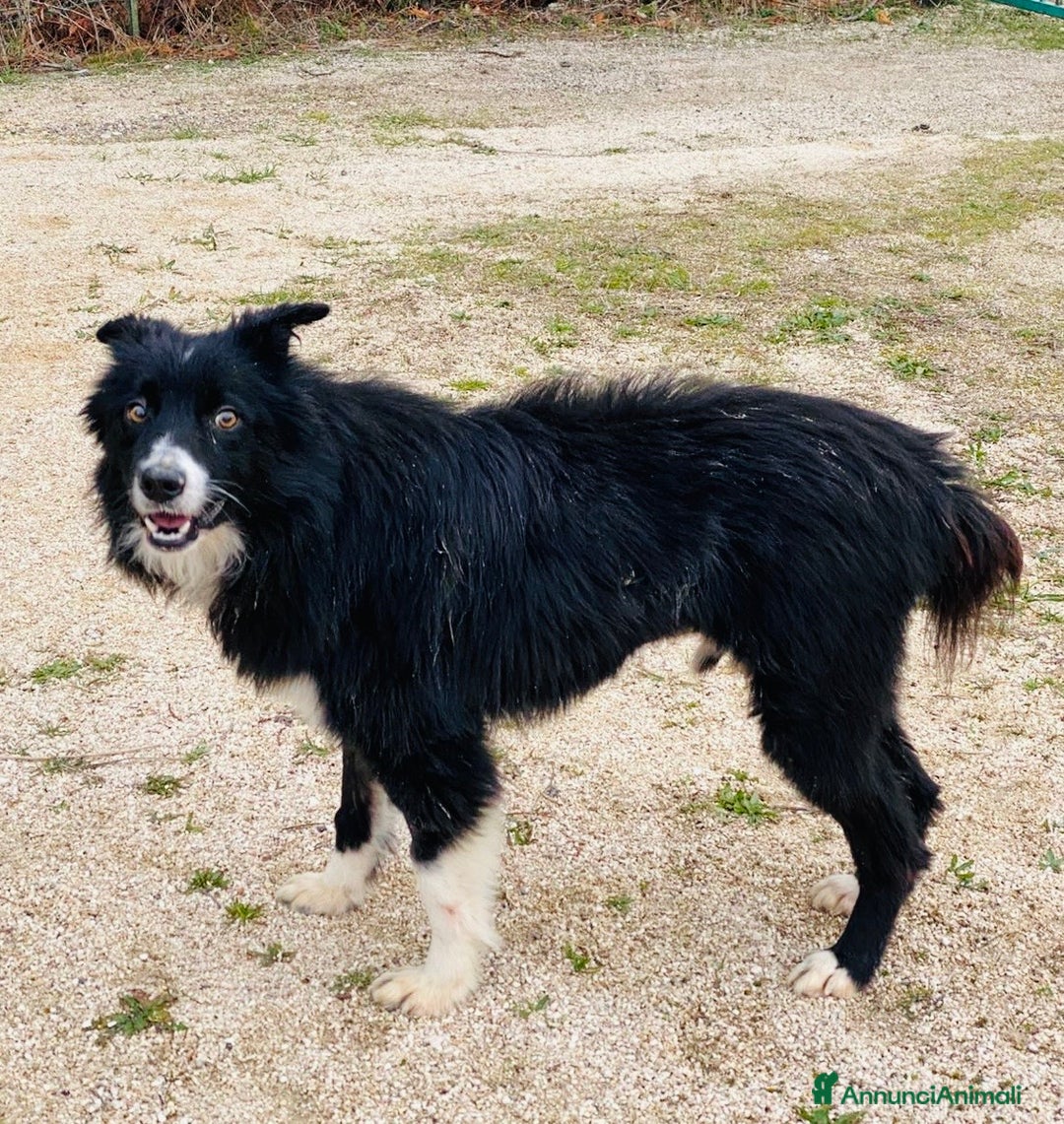 Border Collie cani in regalo: Maschio 1 anno e mezzo vaccinato  - Annuncio 1