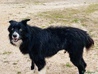 Border Collie cani Maschio 1 anno e mezzo vaccinato - Annuncio 2