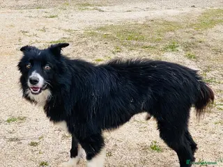 Border Collie cani Maschio 1 anno e mezzo vaccinato - Annuncio 3