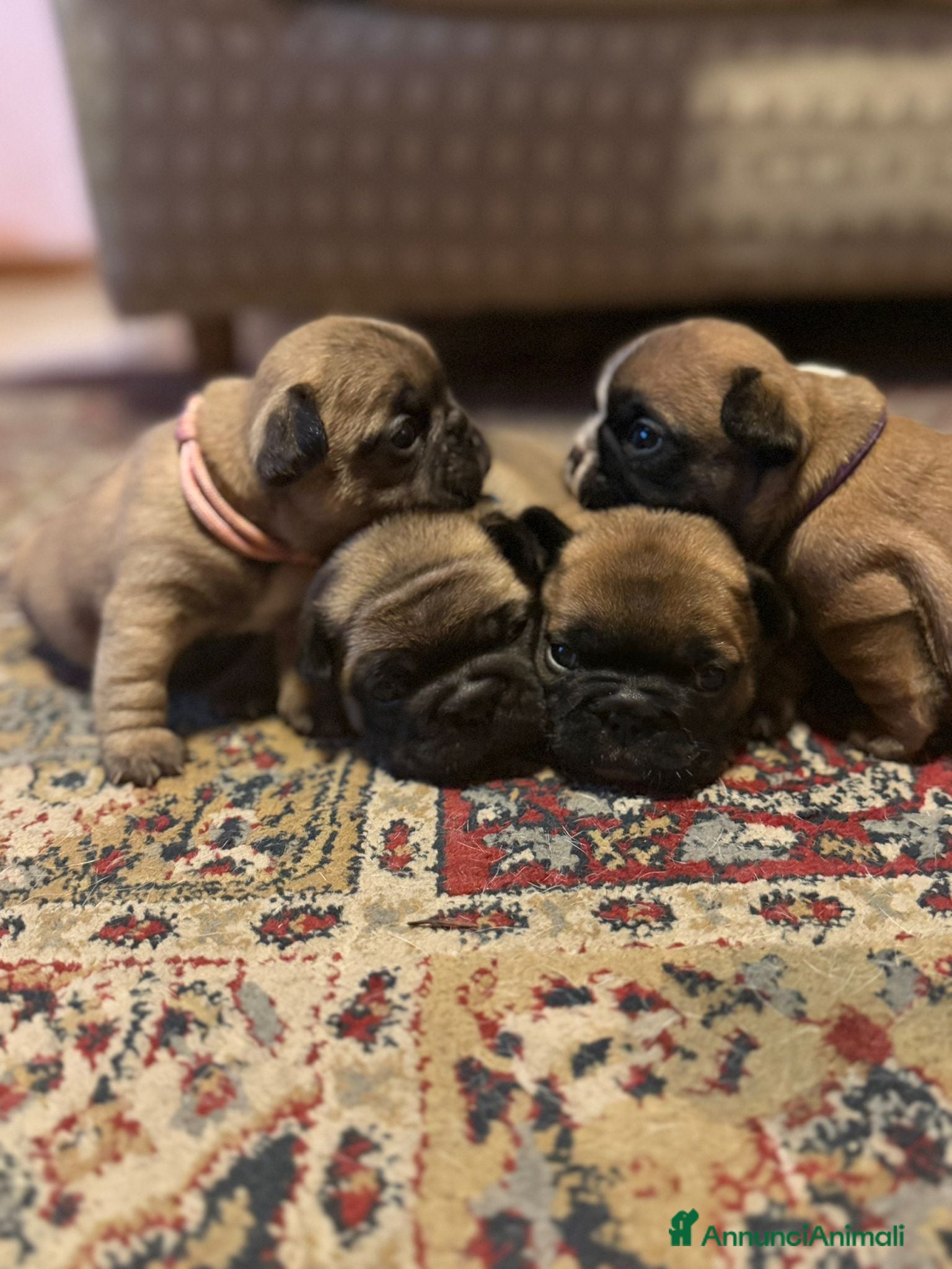 Bulldog Francese cani Bulldog francesi di razza pura  - Annuncio 2