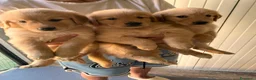 Golden Retriever cani in vendita: Cuccioli Golden retriver americano con pedigree a Provincia di Lecce - Annuncio 25
